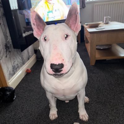 CatonMarie's profile picture. ICE🌈01/06/21💙lOlliE🌈24/6/24💕I love my husband,❤️Family❤️micky 💙🐾F1 Stockcar racing 515 FWJ -TOTTENHAM HOTSPUR FAN,MICKY VAN DE VEN💙37🐾💙🐾💙