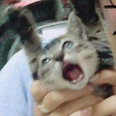 notayassn_'s profile picture. ur BSA ante na ang motto sa life is either to pass or to pass away| INTJ-T | ig: _dxbsa
pinnacle x lvl up cpa review for undergrads