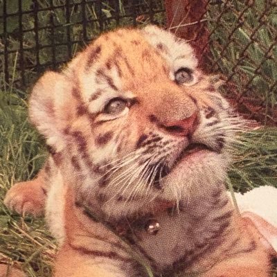 mialiontiger's profile picture. 🦁🐯溺愛中毒者🔰 Nikon Z50で今日もエア動物園 ネネ・ライ・オト・ミキ・なおちゃん・コッコ🐯💕は永遠の推し確定✨オリト＆シロップファミリー、動物たちに会う為だけに生きてる引きこもり うつ病と戦いつつ、トラアロマ吸って現実逃避 外に出る勇気は0だけど愛は無限大✨️たまに独り言が暴走します🙈︎