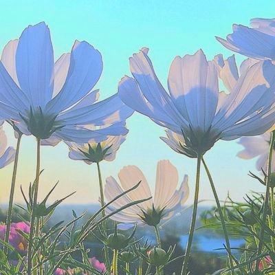 Nita77998809's profile picture. 🇫🇮 Finland
Valokuvailen 🤳 ihmeellisen kaunista luontoa ympärilläni