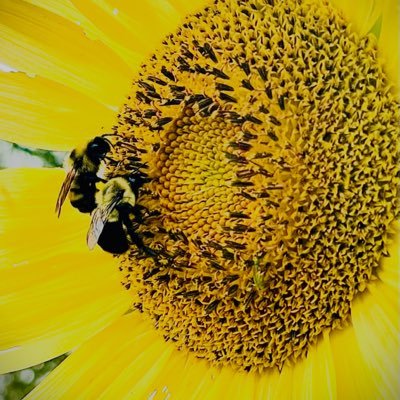 botanybits369's profile picture. Love to learn about plants, gardening & pollinators. Forager. Book lover.📚 On a spiritual & philosophical journey in life. Picking up litter everywhere I go.