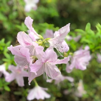 Sorride1212's profile picture. 元ROM専