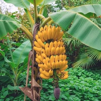 Ja_Kisiii's profile picture. Solertia et Constantia.

https://t.co/4QtTkrMFYZ