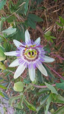 seekingtru86447's profile picture. 