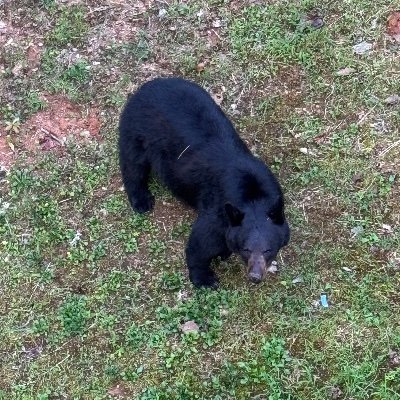 billfrlsu's profile picture. XRP/XLM/Velo/SHX🚀🚀Landscaper/coffee drinker/ sports fan/Craft Beer/ Bear Whisper /Cabin ownerProtector of the Constitution & all cubs MAGA Trump2024🇺🇸🐻🏔