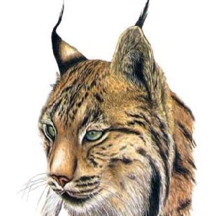 Haba_Mayo's profile picture. Entrada al canal discord. Leer tuit fijado. La cuenta de correo que aparece esta deshabilitada. Usad esta: lince.iberico.discord@gmx.es
Disculpad las molestias