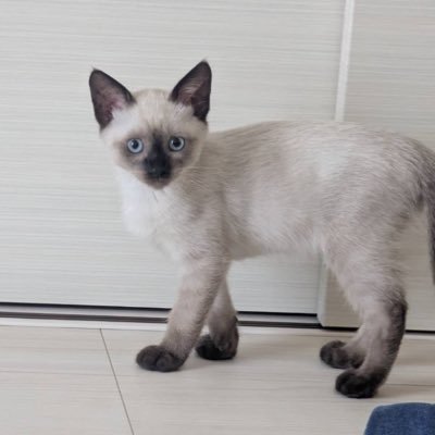 yukiko_m3's profile picture. 