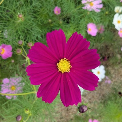 koyuki181513's profile picture. 