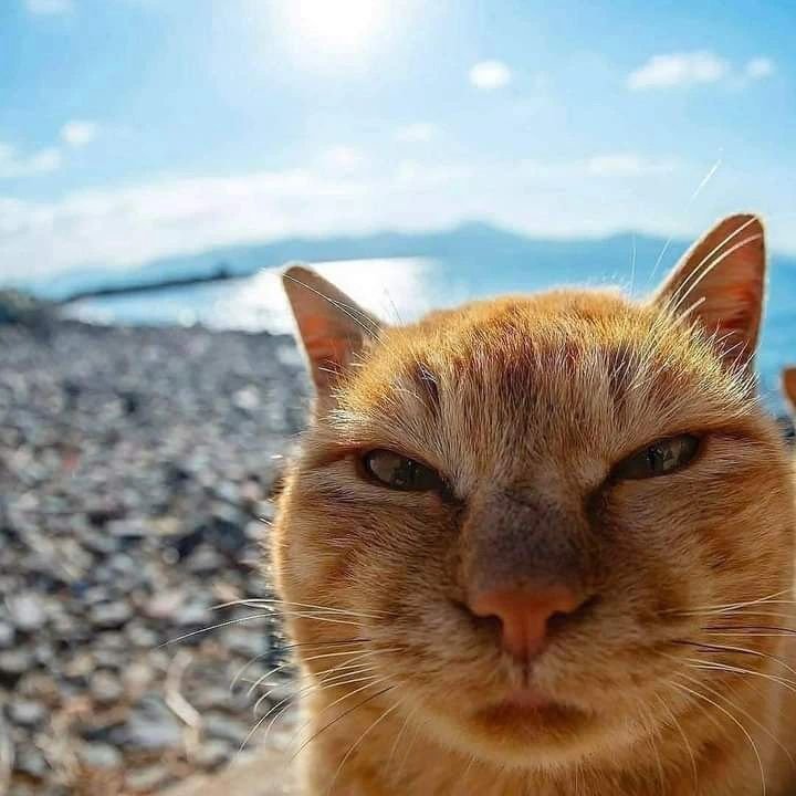 PLTNDgnb3's profile picture. suoweimaoonline