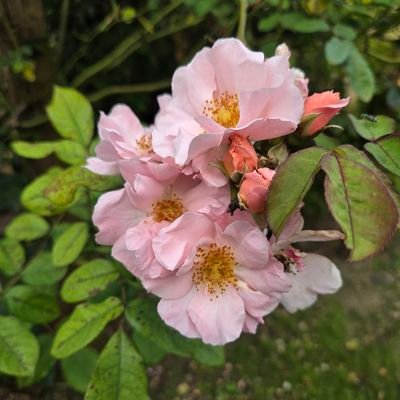 CrisgenieasBTS's profile picture. 방탄소년단의 아미 - Fan account
With BTS, giving back to all 7's love 💜