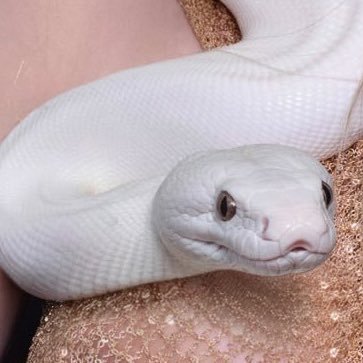 avamaxstan12's profile picture. 