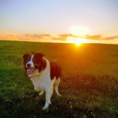 ReformerDog2's profile picture. let’s try again & maybe a little more polite this time round or not https://t.co/eiAkg8ay47 all political parties are on the same side and it isn’t yours