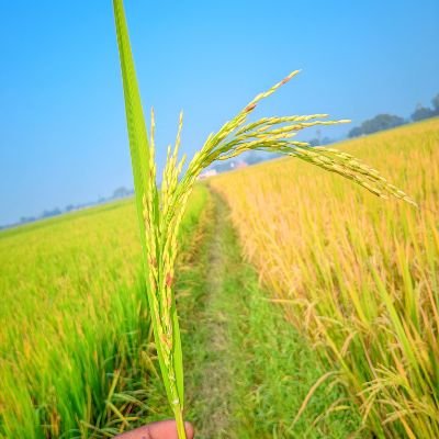 sachin_gau32203's profile picture. 