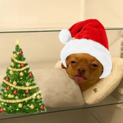 별과 사랑과 추억 Profile