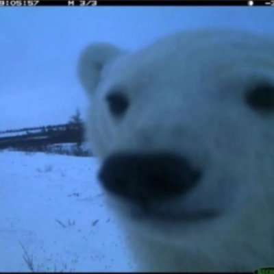 bear_avax's profile picture. @isbjornDAO meditate, sauna, cold plunge, repeat