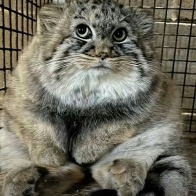 DrPboss1337's profile picture. 14 y/o who like's pentesting https://t.co/d6Prsfbenc https://t.co/RWzr0T5Ywf