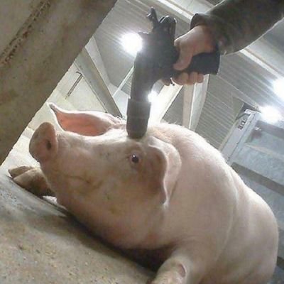 snoozemaxxed's profile picture. 