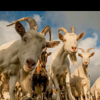 KMtengai's profile picture. Doctoral student at @CBU_ZM || Alumnus @CBU_ZM and @PurdueABE, Biopharmaceuticals,Biolarvicides🦟|Biopesticides 🐛  @ndctanzania @TBPL2015 D