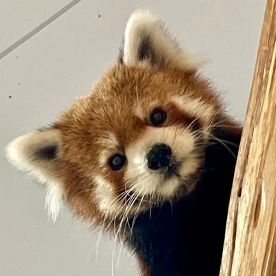 eny_eny_v35's profile picture. レッサーパンダのマルルにどハマりした人間オス。レッサーパンダ/爬虫類/淡水大型魚飼育/水族館/動物園/ドラゴンボール/ホラー映画