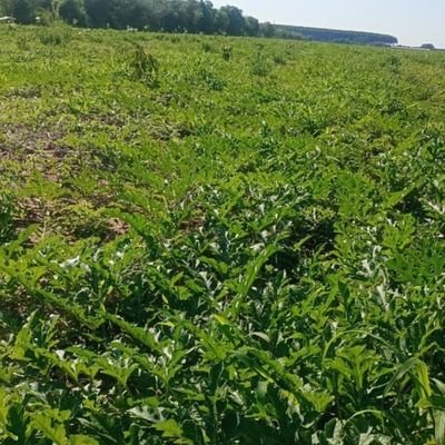 obiorahToc75339's profile picture. 