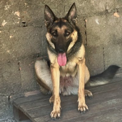 liojumoraes's profile picture. Filipenses 4:1-13 🎭