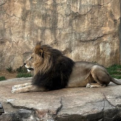 go_ninnoma_ma's profile picture. leccaが好き/5児(大高小小保)の母/背負いがち。からの背負い投げ/看護師と💻の仕事/引くほど働くはたらきアリ🐜/特支情報収集中