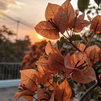 outofideas___'s profile picture. 25 | Salafi | Obsessed with booksssss