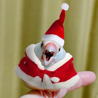 k_u_nico's profile picture. 白文鳥のラテ(2020.2.25生)クリーム文鳥のオレ(2020.4.11生)桜文鳥のコナ(2021.5生)キリ(2022.10.11生)ウロコインコのベルヴェール(2023.3生)と人間の息子2人の飼い主(母)誤字脱字多め🙏ウロコアカ▶︎ @nico_y_t