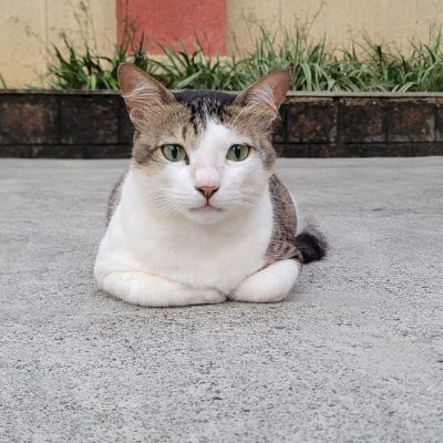 AaVivraluTelidu's profile picture. 