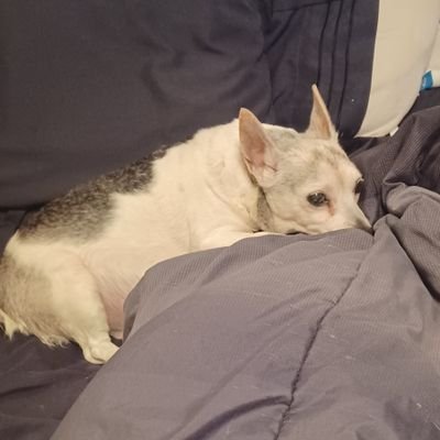 Voicelessinusa3's profile picture. #walkaway , gen x, individualist, constitutionalist, forever learning. Elon musk saved the world. no dm s