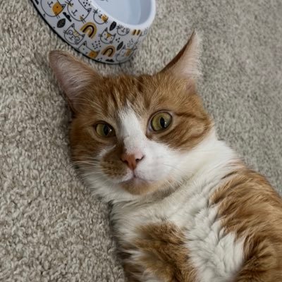 noodleboymac's profile picture. 5 yaer olde chonky + hamsome boy in mine new furever home 🤍 brother is @goofiestgoobie