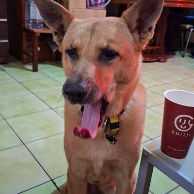 Ziyu_lee_1031's profile picture. 🇹🇼 English👌日本語🤏 한국어📚
Vtuber：
Nijisanji,Hololive,Meridian Project，Envison,TSA,FSP,春魚創意