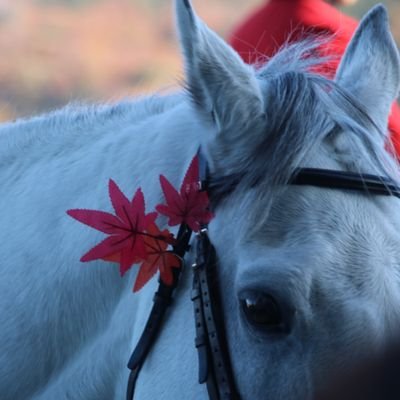 UMANOKO0211's profile picture. 馬の写真を呟くアカウントです