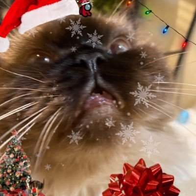 TheCrustyCash's profile picture. seal-point himalayan flufy boye, bald mouf kimg,, 🏳️‍🌈🏳️‍⚧️🇵🇸saf space for mine friends!! @FrankieDoode mine loafley hupond🐈!! mine momey 20 • ANTI AI‼️