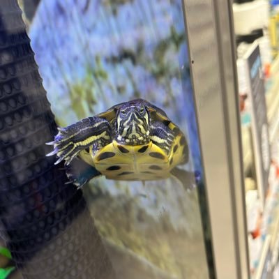 MDOwenWriter's profile picture. TMNT fan 🐢 Author 🌻 Cat Mom to Allie & Rosie ✨ Endless TBR 💪 Here to support!