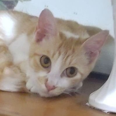 TalkwithIchiro's profile picture. 自然免疫派❌💉🙆‍♀真相究明/電磁波問題/健康/教育/子孫繁栄/シェ/食/交流等🤗自然信仰😸共に幸せな未来を築きましょう
Nonvax/Facts/Health/Education/Food,etc😉thanks.All rights are reserved Ichiro 160.