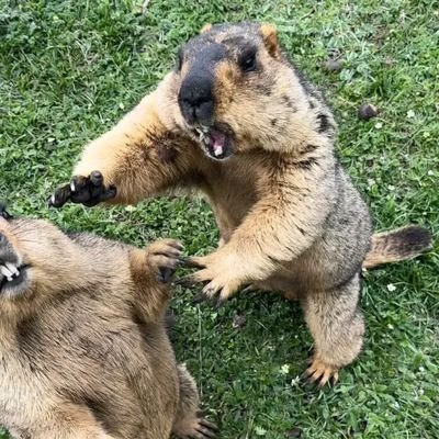 oZiBRE4PpGHyrRe's profile picture. ポンコツおじさんボクサー、全般、スポーツ観戦好きですにわかな部分も多いですがご容赦下さい、タイガースが好きです🐯あとアニメとパチ、スロ好きです、ボクシング始めましたおっさんですが何らかの形で試合に出て１勝を目標に頑張ります皆様宜しく😀あとマーモットになりました