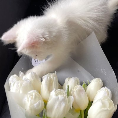 ch_ai4's profile picture. 