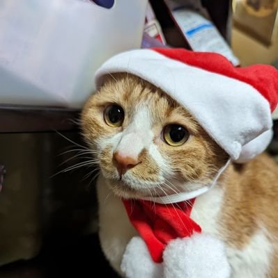 yukiandmoco's profile picture. ( ᐢ ̥_  ̫ _ ̥ᐢ )にゃんこのユキチちゃんと暮らしてます。😺🐾✨昭和の歌🩷🍦アイス好き💕ポケGO🩷ピクミン✨ドライブ🚗映画💫🍿*゜絵画🖼MJ🕶大谷ｻﾝ⚾︎😘   
よろしくお願いします(◡̈♡)