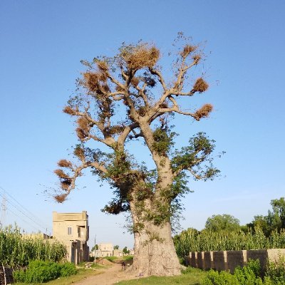 Aliyuu_Fabregas's profile picture. 