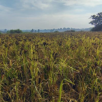 gnsumanth81's profile picture. 🎓 MCA Graduate | ☁️ AWS & DevOps Learner | 🎨 UI/UX Enthusiast
💡 Passionate about Cloud, Design & Innovation | 🔍 Seeking Opportunities in Karnataka Tech Ecos