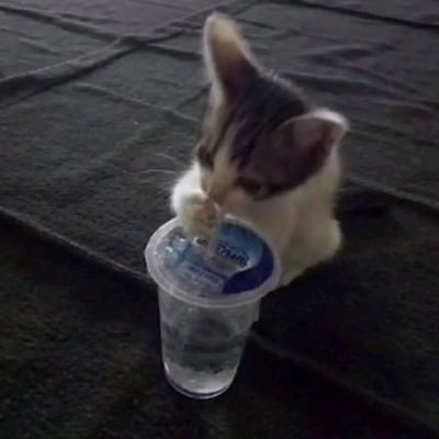 estherlyrid's profile picture. 