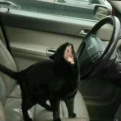 CatStuck_'s profile picture. //Detroit Lions 🦁//