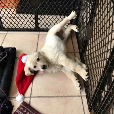 AL_NotAI's profile picture. mostly just repost anything I find interesting