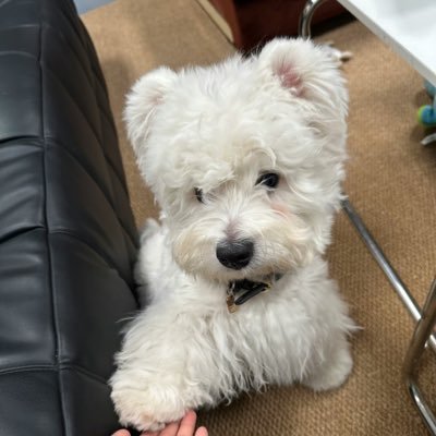 chestZid9o's profile picture. 