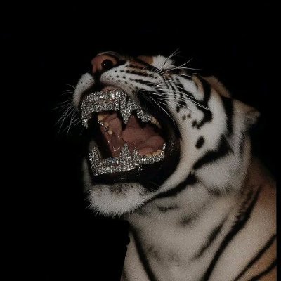 Rxwrzi's profile picture. 🥷