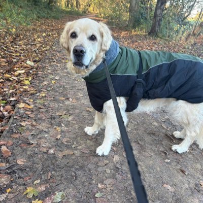 RetrieverBarney's profile picture. Born Sept 2015, grass and mud loving Golden Retriever 🐶