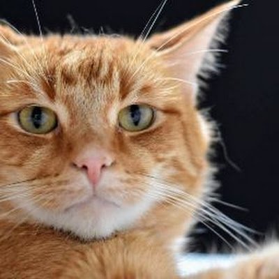 RatzeFratz's profile picture. 