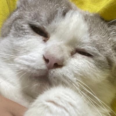 meowkinnen's profile picture. me myself and my hyperfixations