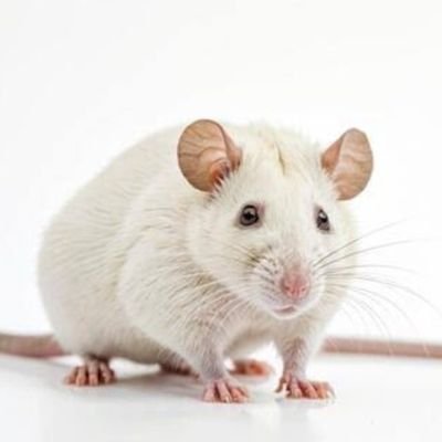 RRat519's profile picture. 💯💯💯💯💯💯💯💯💯💯💯💯💯💯💯💯💯💯💯💯💯💯💯💯💯💯💯💯💯💯💯